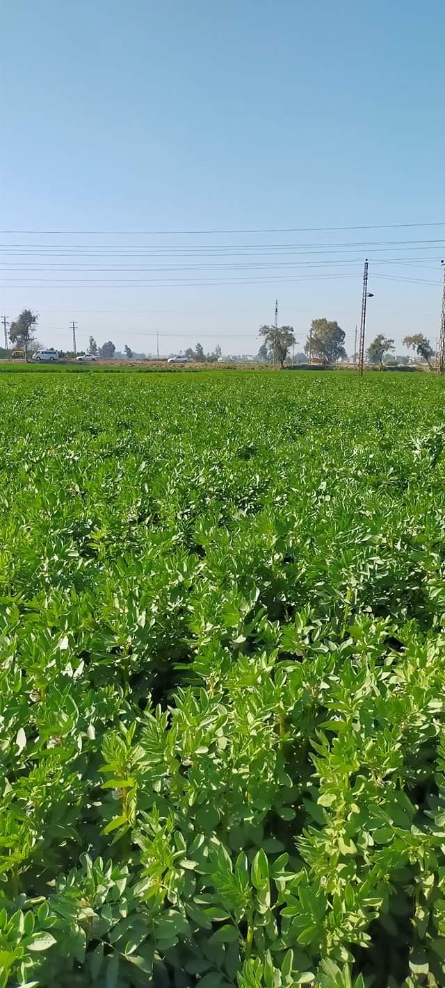 مدرسة حقلية لمحصولي القمح والفول البلدي بالشرقية