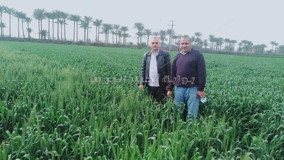 نشاط مكثف لباحثي معهد أمراض النبات للإكتشاف المبكر للصدأ الأصفر في القمح