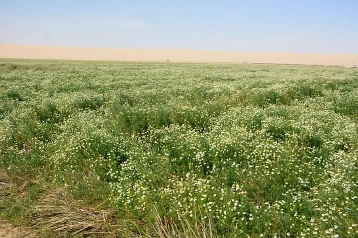 محافظ الوادي الجديد يتفقد مشروع إنتاج نباتات عطرية و زيتية بسهل قروين بالفرافرة