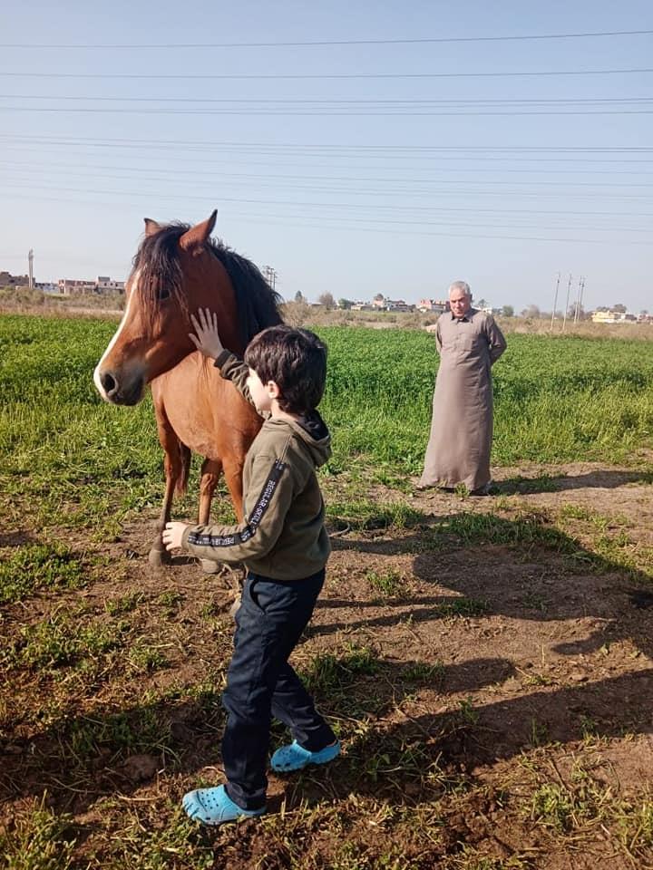 مربو خيول الشرقية في أزمة.. المهنة تعاني بعد توقف التصدير والسباقات