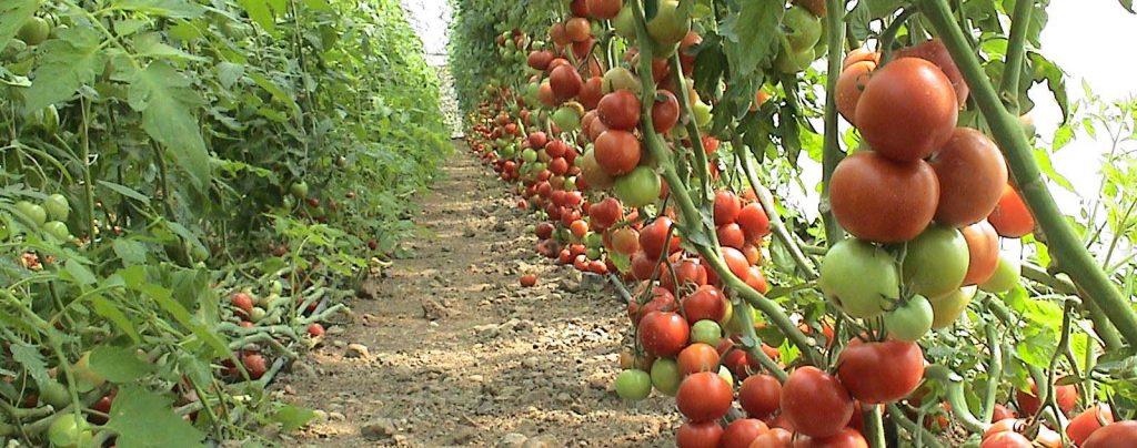الاكتفاء الذاتي من التقاوي.. مهمة زراعية لتحقيق الأمن الغذائي
