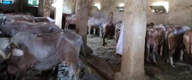 2  مليار و273 مليون جنية قروضا من مشروعك لشباب الشرقية 