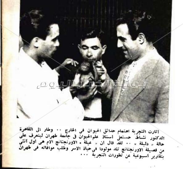 "دليلة".. أول حالة تبني لقردة في مصر?