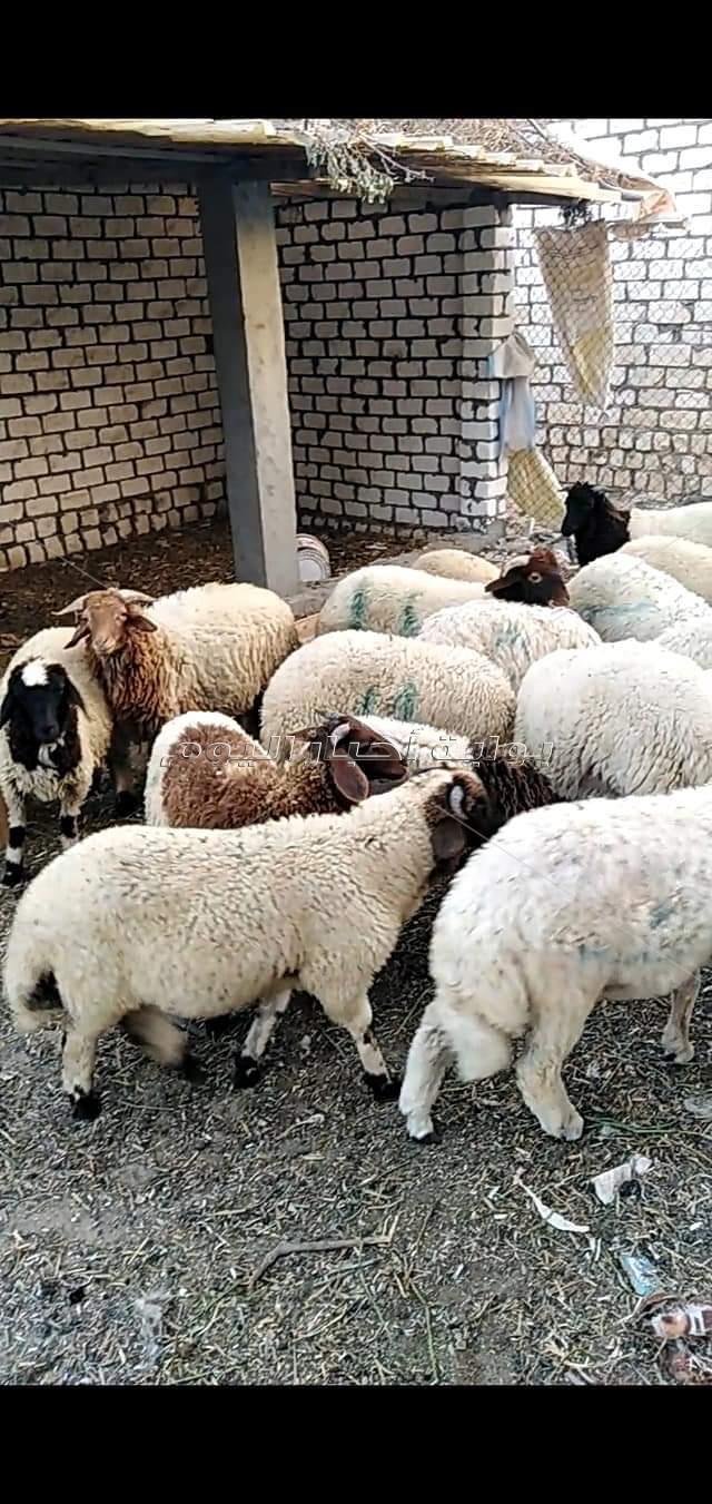موسم الأضاحي يشتعل فى مطروح