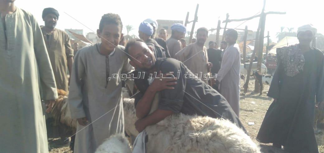 "يا خروف العيد مين يشتريك"| العجل يحل بديلًا بقنا .. 4 مواطنين يشتركون في شرائه 