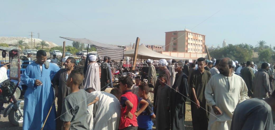 "يا خروف العيد مين يشتريك"| العجل يحل بديلًا بقنا .. 4 مواطنين يشتركون في شرائه 