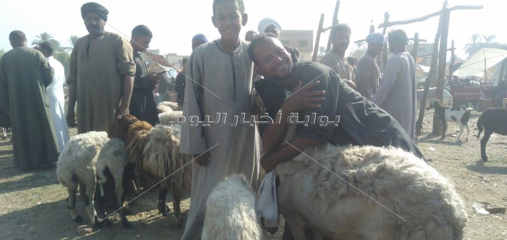 "يا خروف العيد مين يشتريك"| العجل يحل بديلًا بقنا .. 4 مواطنين يشتركون في شرائه 
