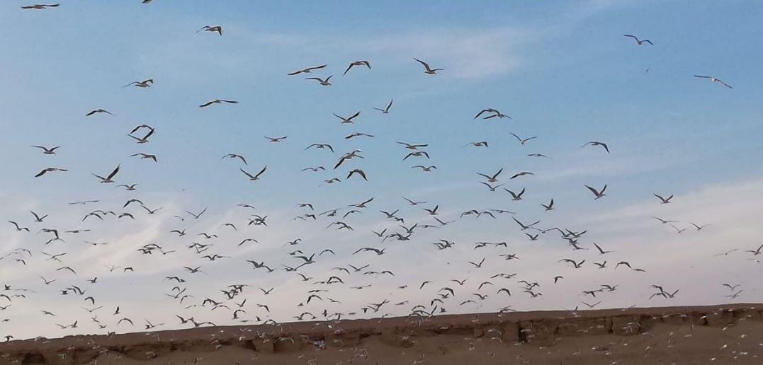 البيئة تعلن بدء موسم رصد وتسجيل الطيور المهاجرة من اوروبا خلال موسم الخريف صور 