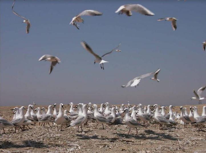 البيئة تعلن بدء موسم رصد وتسجيل الطيور المهاجرة من اوروبا خلال موسم الخريف صور 