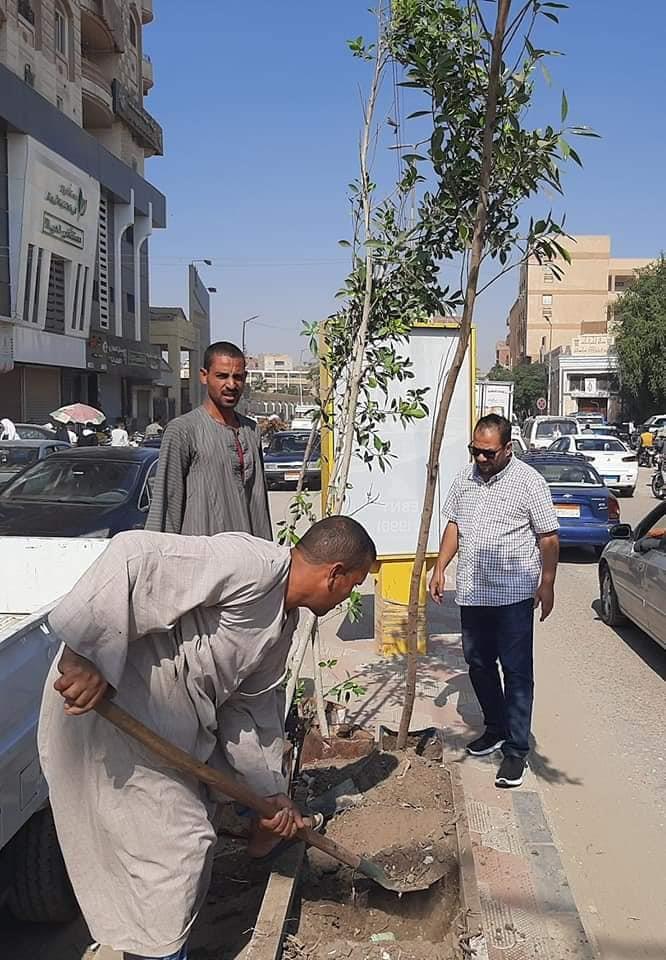 زراعة 510 شجرة على الطرق والشوارع وأمام المدارس بحي غرب سوهاج