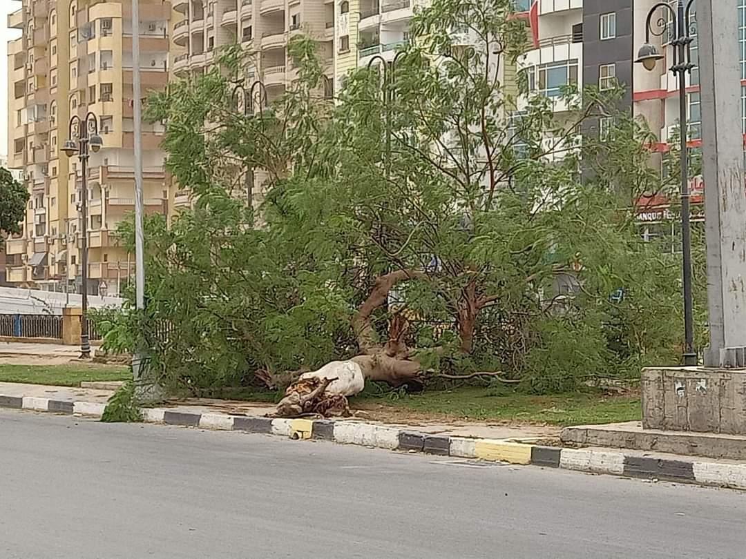 بسبب شدة الرياح  وفاة سيدة وسقوط اشجار واعمدة بالإسماعيلية 