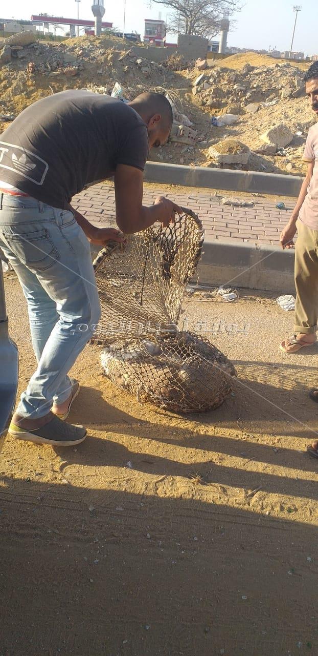 استمرار تنفيذ حملات التطعيم و التعقيم و الإطلاق لكلاب الشوارع فى مدينة 6 أكتوبر 