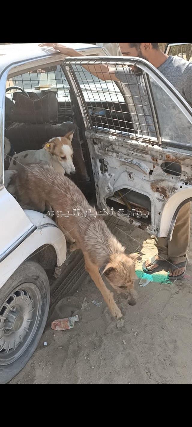 استمرار تنفيذ حملات التطعيم و التعقيم و الإطلاق لكلاب الشوارع فى مدينة 6 أكتوبر 