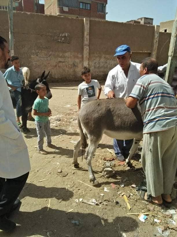 قافلة بيطرية من جامعة الزقازيق تعالج 2346 من الحيوانات والطيور 