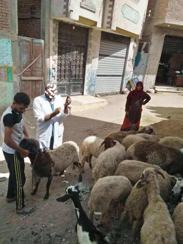 قافلة بيطرية من جامعة الزقازيق تعالج 2346 من الحيوانات والطيور 