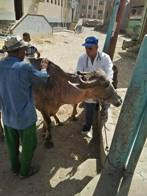 قافلة بيطرية من جامعة الزقازيق تعالج 2346 من الحيوانات والطيور 
