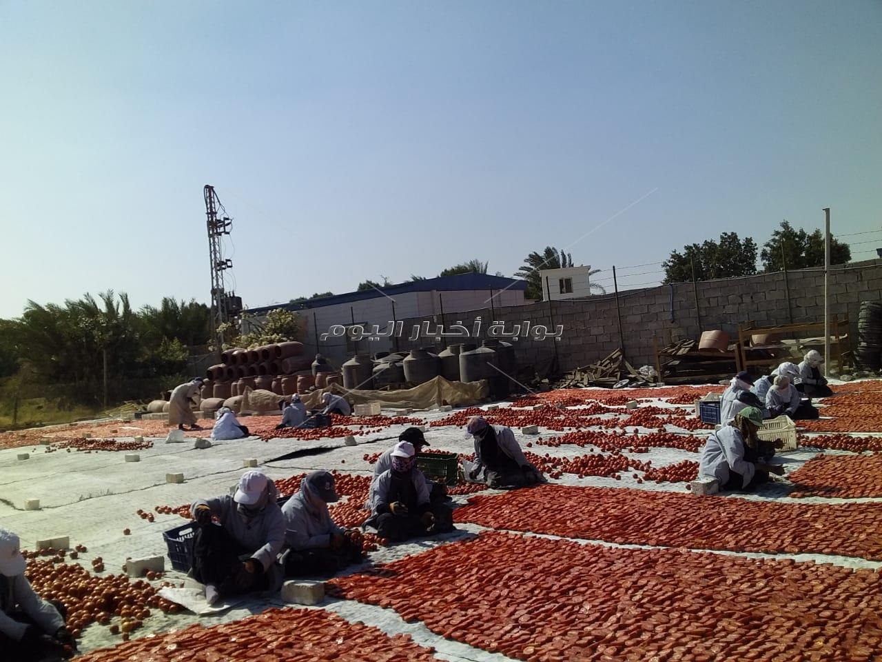 الذهب الأحمر طماطم الأقصر المجففة تغزو الأسواق العالمية