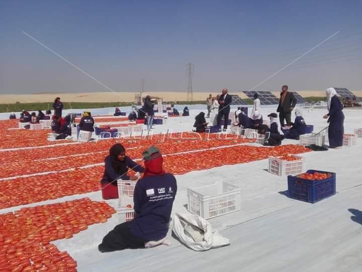 الذهب الأحمر طماطم الأقصر المجففة تغزو الأسواق العالمية