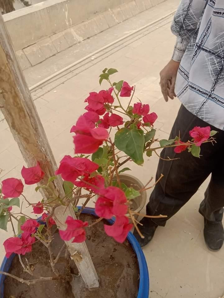  تجربة زراعة الأسطح بعلوم سوهاج تشهد نجاحاً ملحوظاً في مرحلتها الأولى