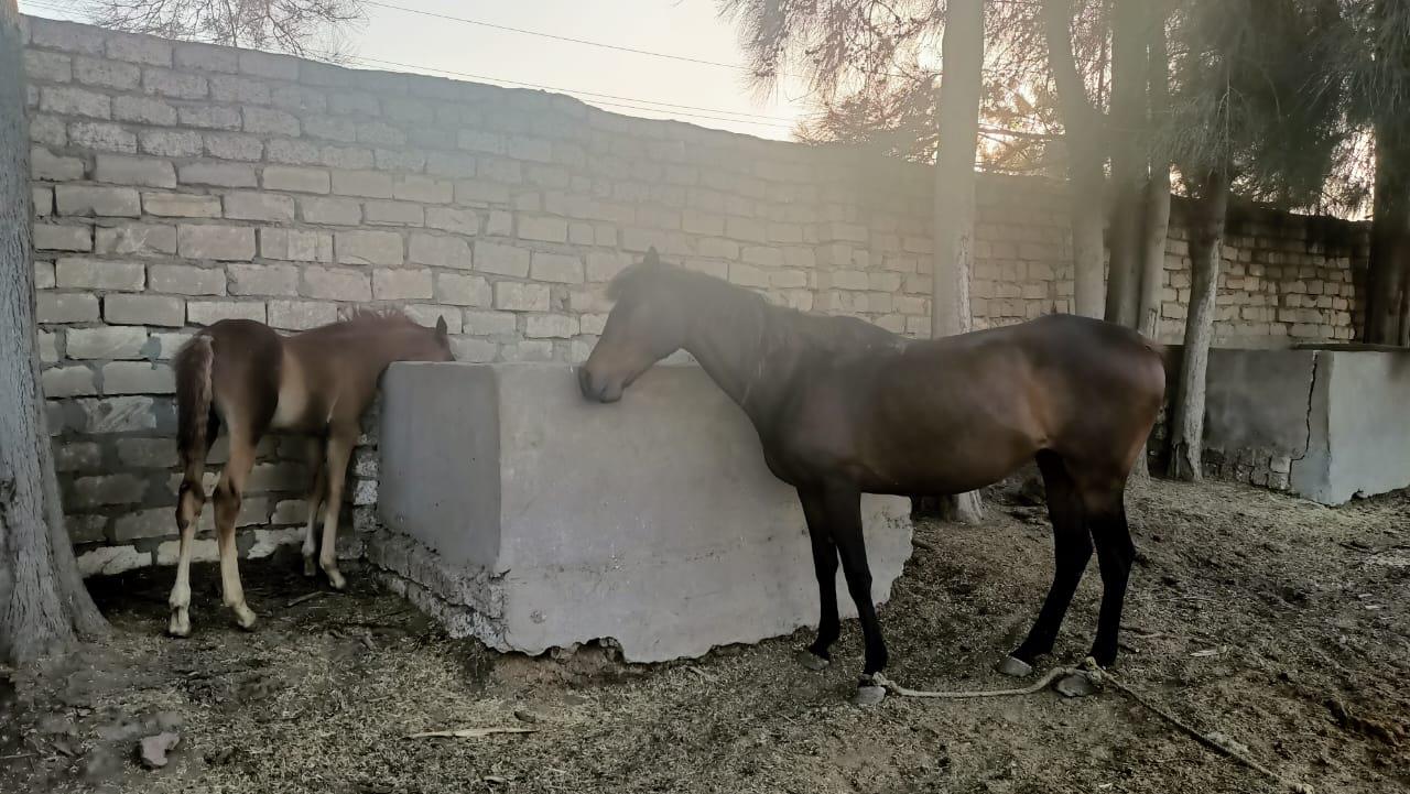 بوابة أخبار اليوم تكشف تفاصيل زواج الخيل العربي الاصيل وبيع صغارها بالشرقية