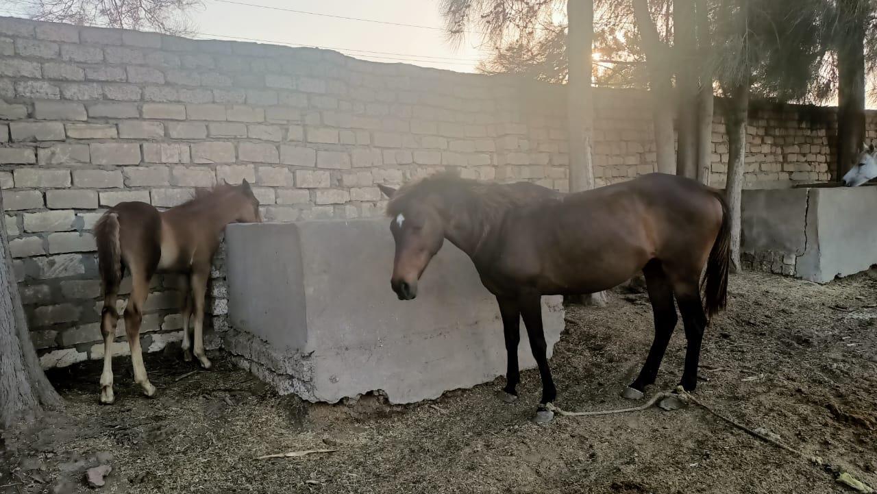 بوابة أخبار اليوم تكشف تفاصيل زواج الخيل العربي الاصيل وبيع صغارها بالشرقية