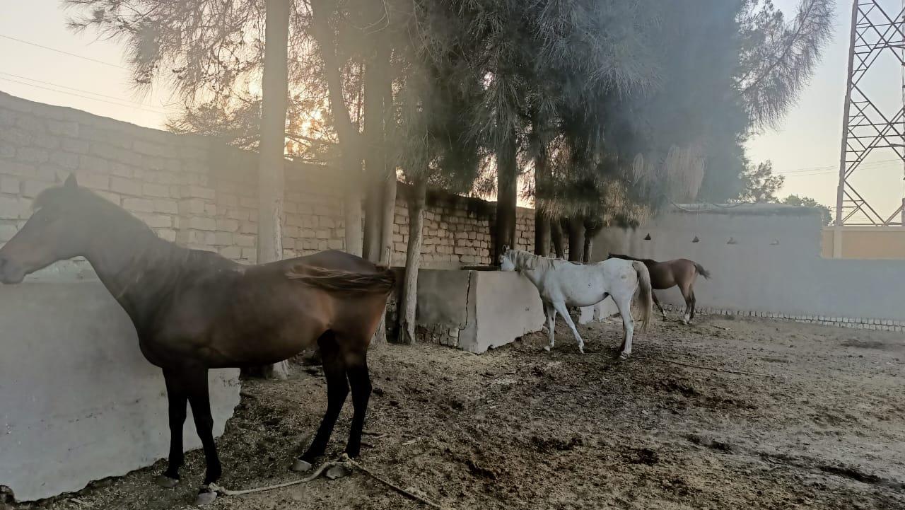 بوابة أخبار اليوم تكشف تفاصيل زواج الخيل العربي الاصيل وبيع صغارها بالشرقية