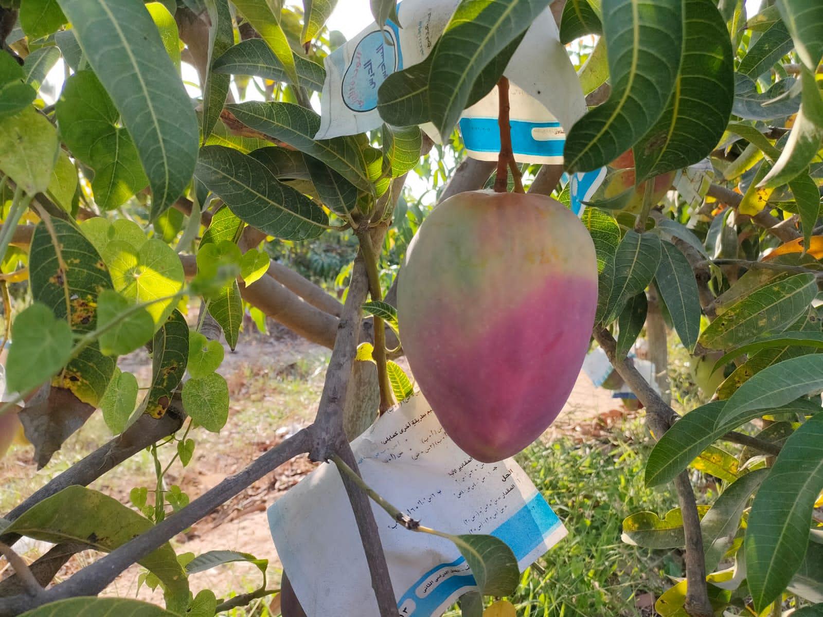زراعة المانجو