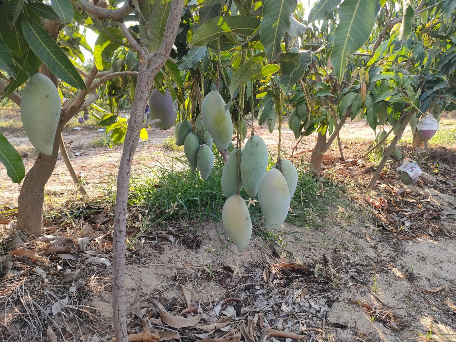 زراعة المانجو
