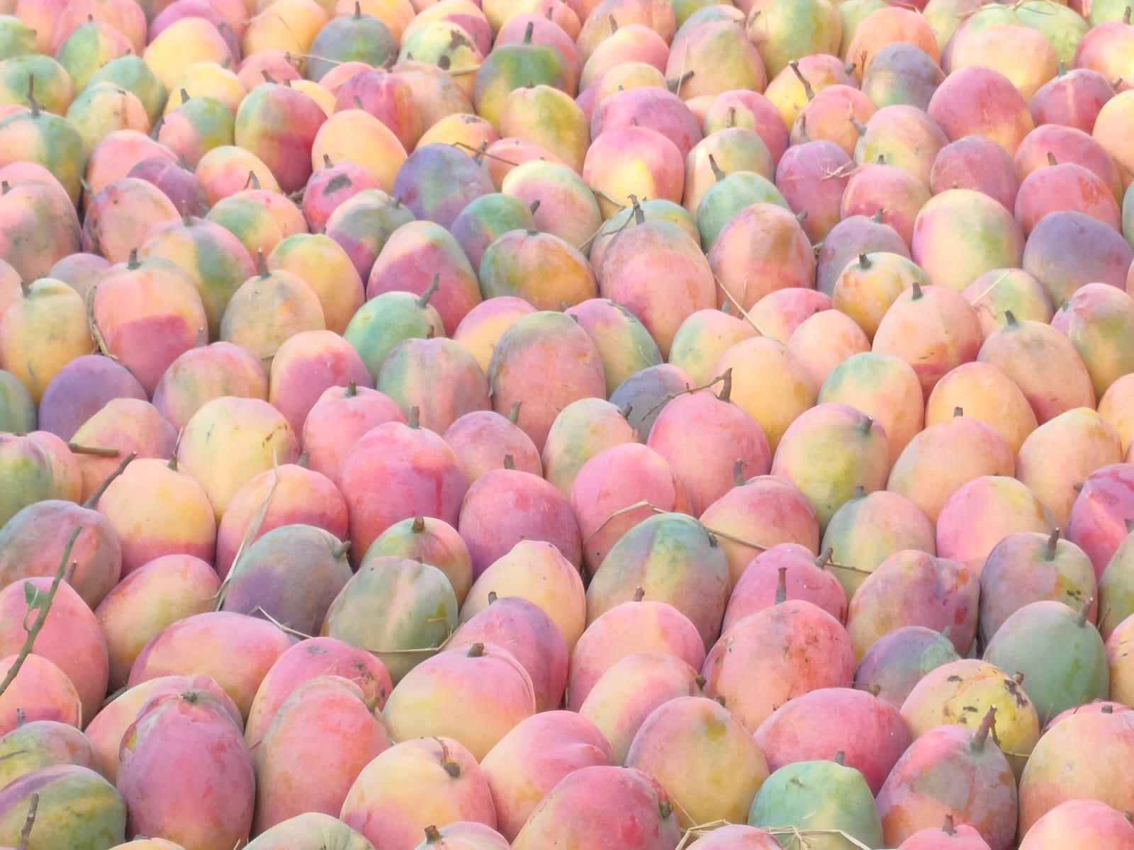 زراعة المانجو