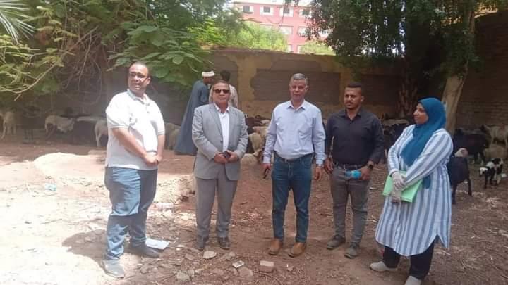 مبادرة رزق حلال توزع 144 راس غنم على 72 اسره بالاقصر‎
