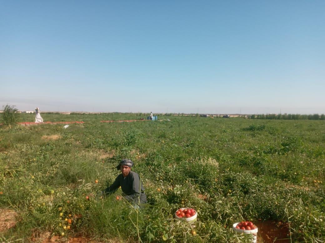 الذهب الاحمر يغزو اسواق اوربا مع بدايات حصاد محصول الطماطم