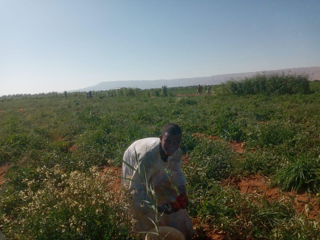 الذهب الاحمر يغزو اسواق اوربا مع بدايات حصاد محصول الطماطم
