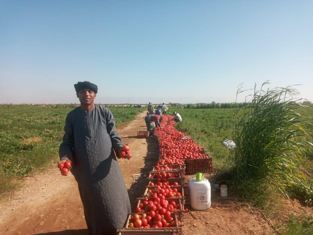 الذهب الاحمر يغزو اسواق اوربا مع بدايات حصاد محصول الطماطم