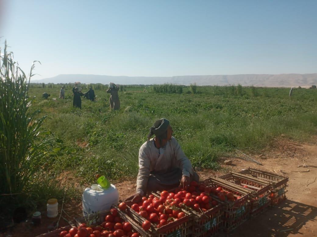 الذهب الاحمر يغزو اسواق اوربا مع بدايات حصاد محصول الطماطم