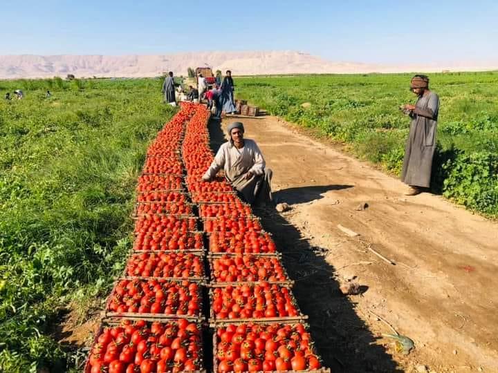 الذهب الاحمر يغزو اسواق اوربا مع بدايات حصاد محصول الطماطم
