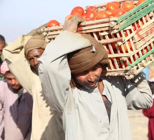 الذهب الاحمر يغزو اسواق اوربا مع بدايات حصاد محصول الطماطم