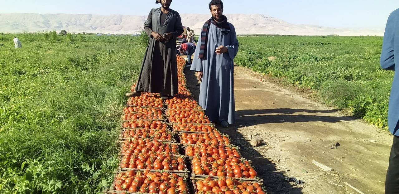 الذهب الاحمر يغزو اسواق اوربا مع بدايات حصاد محصول الطماطم