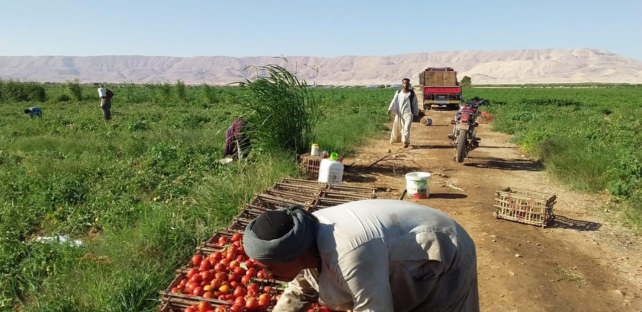 الذهب الاحمر يغزو اسواق اوربا مع بدايات حصاد محصول الطماطم