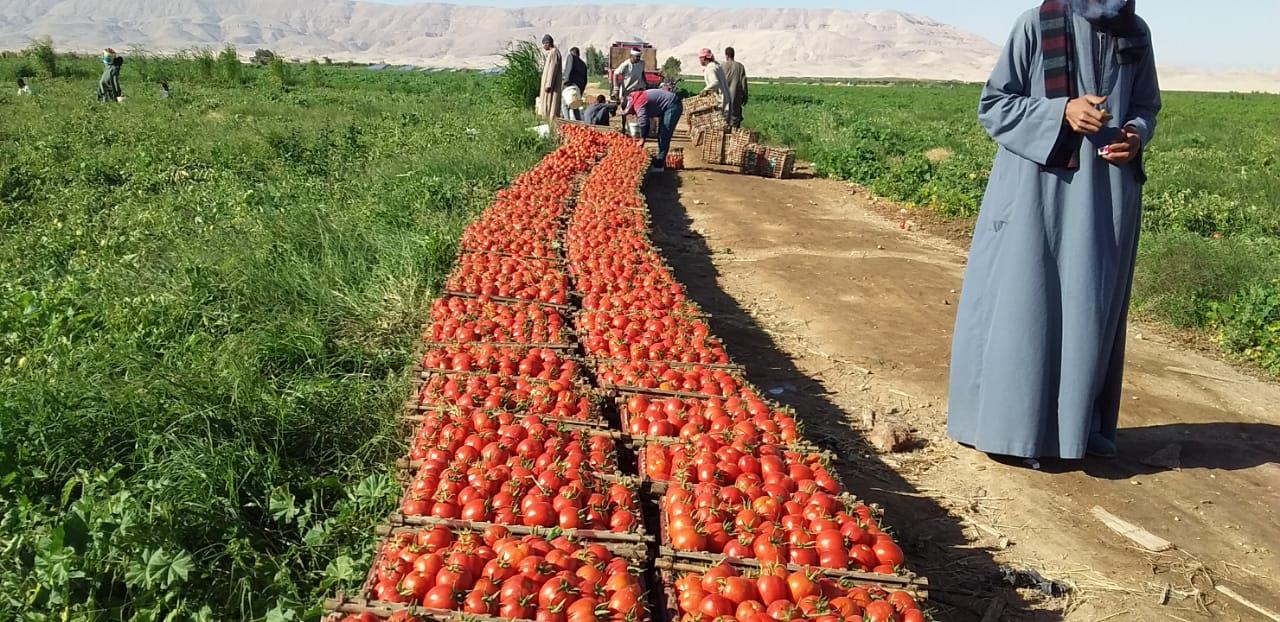 الذهب الاحمر يغزو اسواق اوربا مع بدايات حصاد محصول الطماطم