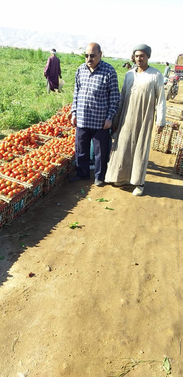 الذهب الاحمر يغزو اسواق اوربا مع بدايات حصاد محصول الطماطم