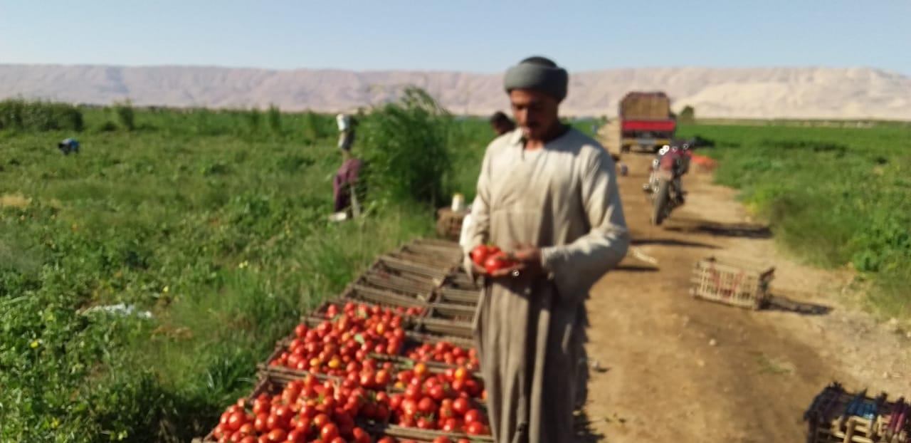 الذهب الاحمر يغزو اسواق اوربا مع بدايات حصاد محصول الطماطم