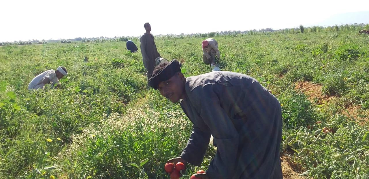 الذهب الاحمر يغزو اسواق اوربا مع بدايات حصاد محصول الطماطم