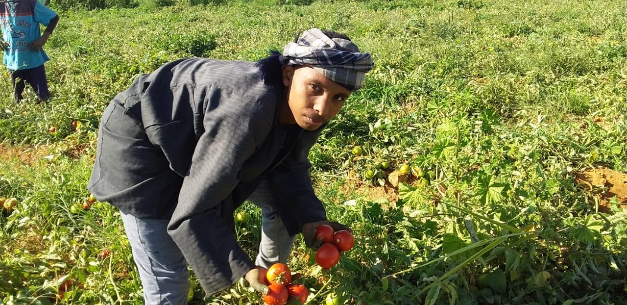 الذهب الاحمر يغزو اسواق اوربا مع بدايات حصاد محصول الطماطم