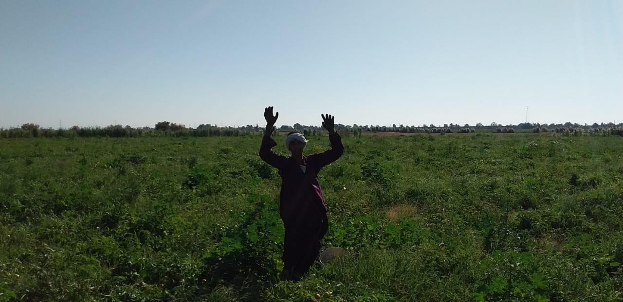 الذهب الاحمر يغزو اسواق اوربا مع بدايات حصاد محصول الطماطم