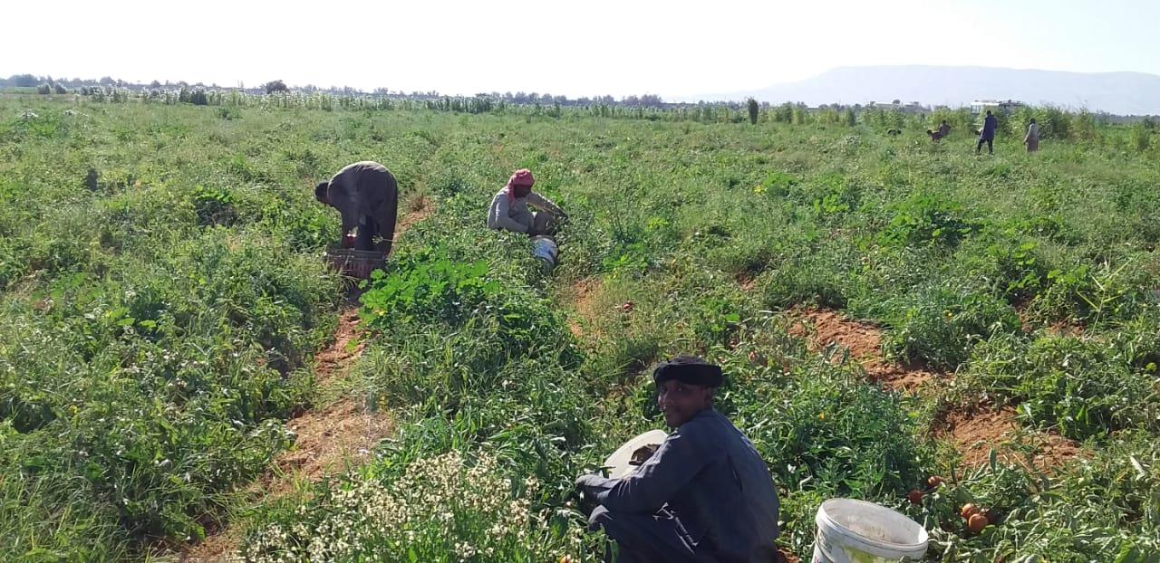 الذهب الاحمر يغزو اسواق اوربا مع بدايات حصاد محصول الطماطم