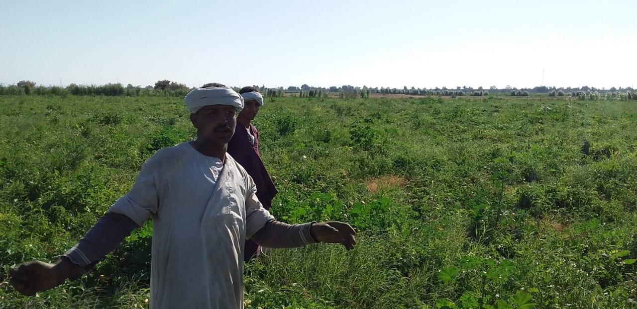 الذهب الاحمر يغزو اسواق اوربا مع بدايات حصاد محصول الطماطم