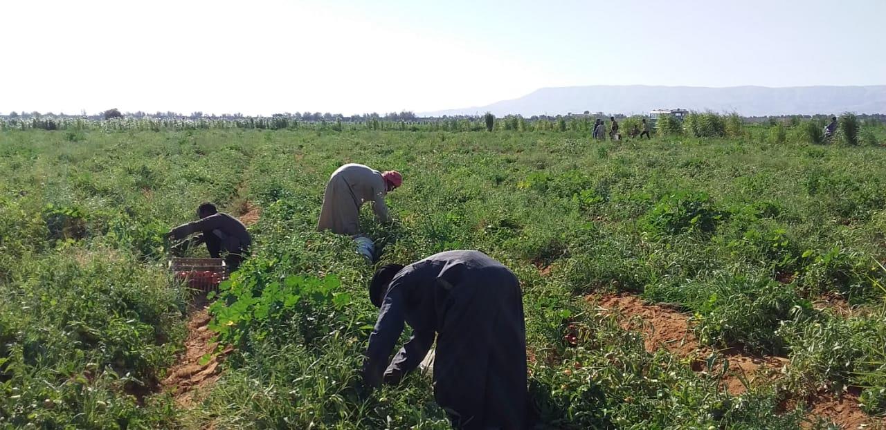 الذهب الاحمر يغزو اسواق اوربا مع بدايات حصاد محصول الطماطم