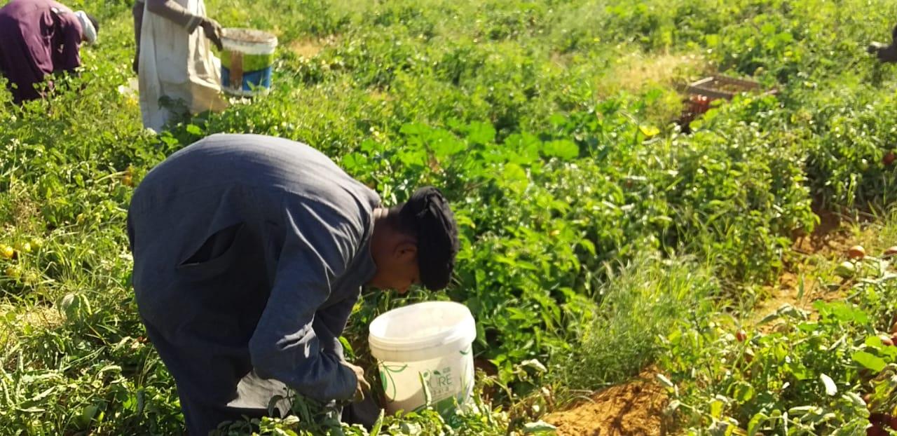 الذهب الاحمر يغزو اسواق اوربا مع بدايات حصاد محصول الطماطم