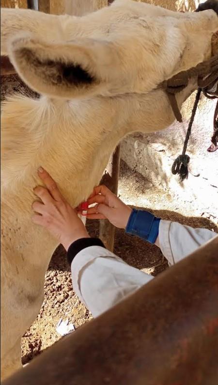 جانب من الحملات البيطرية بالجيزة 