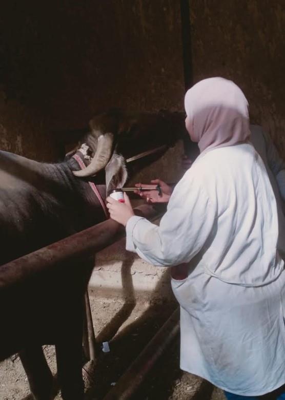 جانب من الحملات البيطرية بالجيزة 